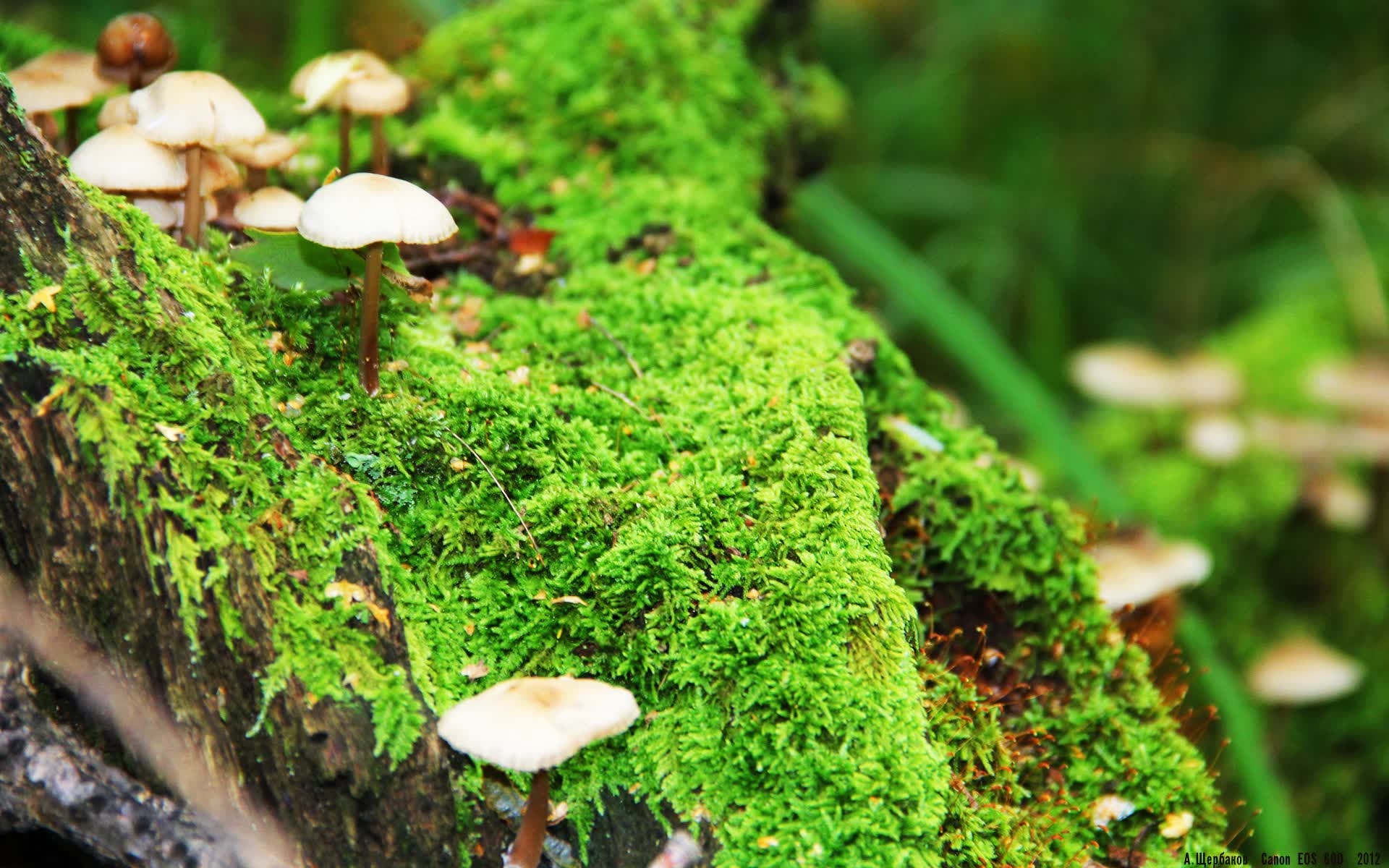 世界举重康复示范课堂第39站回顾发布,世界举重冠军视频